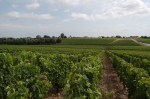 The vines of Pauillac, viewed from Ch Lafite&nbsp;Rothschild