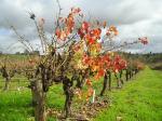 Barossa old vines in&nbsp;winter