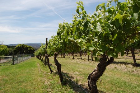 Yarra Valley