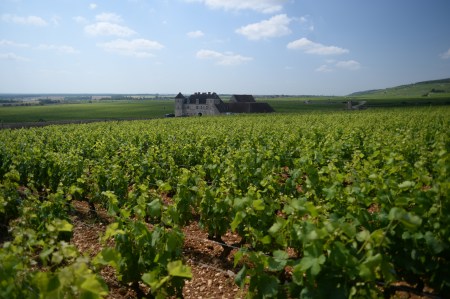 Vines of Musigny overlooking chateau du Clos du Vougeot